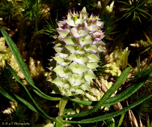 {Polygala cruciata}